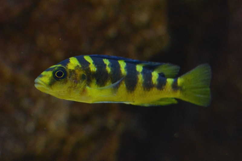 Pseudotropheus crabro